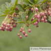 Enkianthus campanulatus Glockige Prachtglocke.jpg