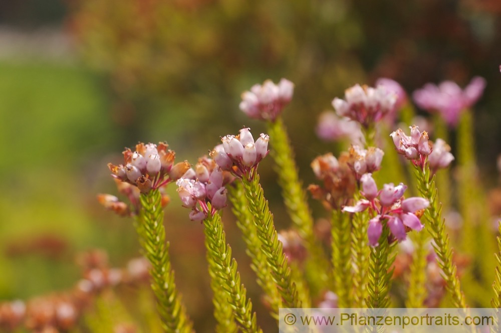 Erica terminalis Steife Heide Corsican Heath 2.jpg