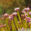 Erica terminalis Steife Heide Corsican Heath 2.jpg