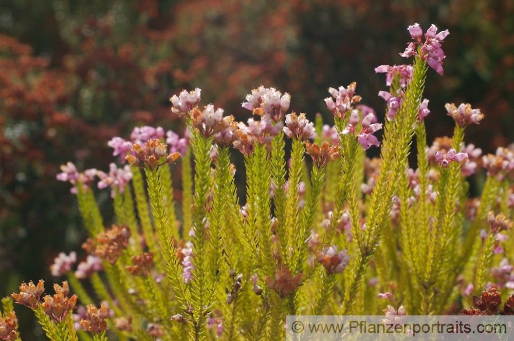 Erica terminalis Steife Heide Corsican Heath 3.jpg