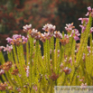 Erica terminalis Steife Heide Corsican Heath 3.jpg