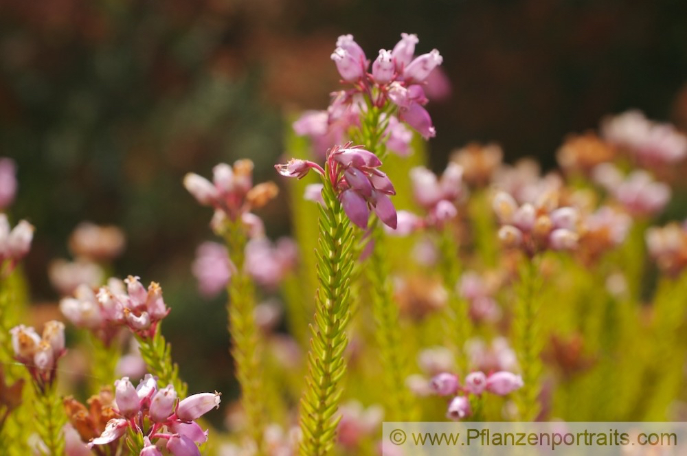 Erica terminalis Steife Heide Corsican Heath.jpg