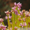 Erica terminalis Steife Heide Corsican Heath.jpg