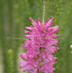 Erica verticillata Whorled heath 2.jpg