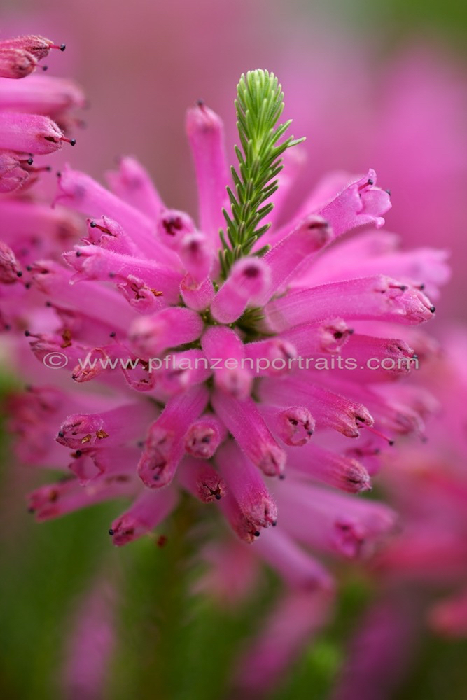 Erica verticillata Whorled heath.jpg