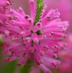 Erica verticillata Whorled heath.jpg