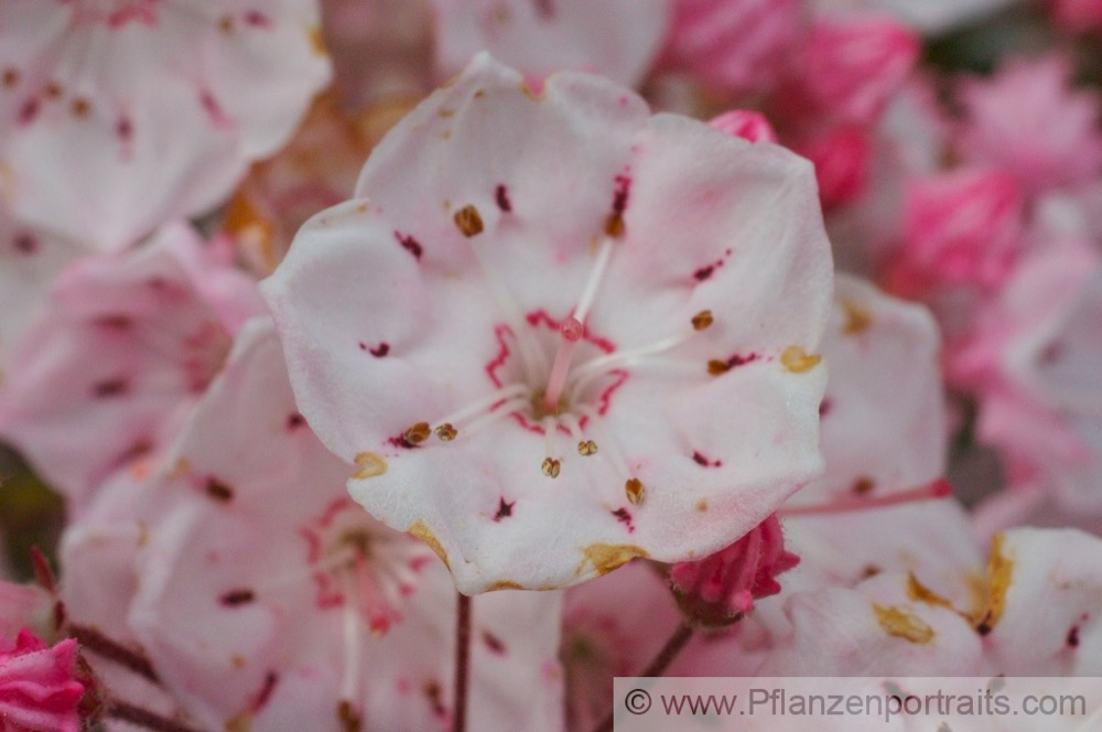 Kalmia latifolia Berglorbeer Mountain laurel 2.jpg