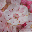 Kalmia latifolia Berglorbeer Mountain laurel 2.jpg