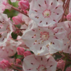 Kalmia latifolia Berglorbeer Mountain laurel 3.jpg