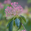 Kalmia latifolia Berglorbeer Mountain laurel 4.jpg