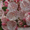 Kalmia latifolia Berglorbeer Mountain laurel.jpg