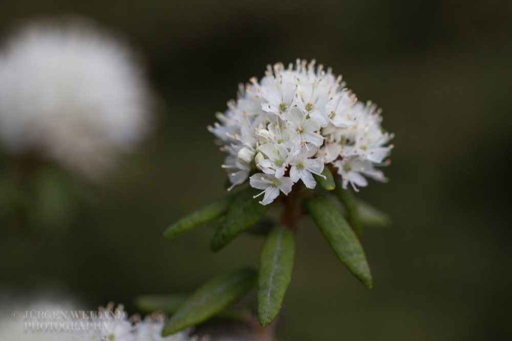 Ledum groenlandicum Grönländischer Porst.jpg