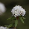 Ledum groenlandicum Grönländischer Porst.jpg