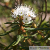 Ledum palustre Sumpf Porst Wild Rosemary.jpg