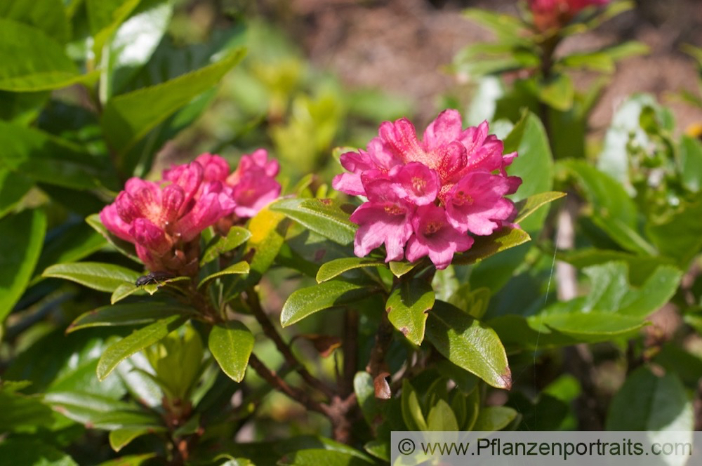 Rhodendron ferrugienum Rostblatt Alpenrose Rusty Leaved Alprose 2.jpg