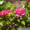 Rhodendron ferrugienum Rostblatt Alpenrose Rusty Leaved Alprose 2.jpg