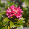 Rhodendron ferrugienum Rostblatt Alpenrose Rusty Leaved Alprose 3.jpg