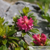 Rhodendron ferrugienum Rostblatt Alpenrose Rusty Leaved Alprose.jpg