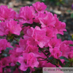 Rhododendron Kiusianum Hybride Alpenrose Azalea.jpg