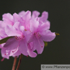 Rhododendron praecox Alpenrose Azalea.jpg