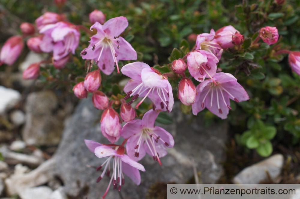 Rhodothamnus chamaecistus Zwergalpenrose Dwarf Azalea 2.jpg