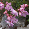 Rhodothamnus chamaecistus Zwergalpenrose Dwarf Azalea 2.jpg