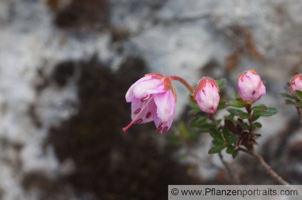 Rhodothamnus chamaecistus Zwergalpenrose Dwarf Azalea.jpg