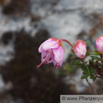 Rhodothamnus chamaecistus Zwergalpenrose Dwarf Azalea.jpg