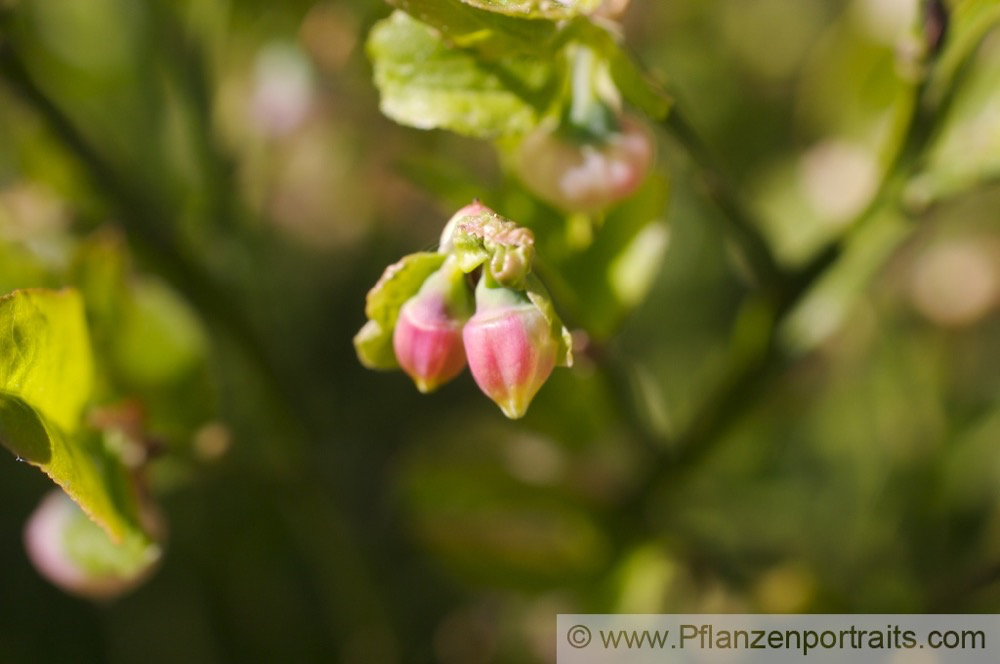 Vaccinium myrtillus Heidelbeere E_Bilberry Whinberry 2.jpg