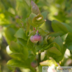 Vaccinium myrtillus Heidelbeere E_Bilberry Whinberry.jpg