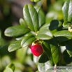 Vaccinium vitis-idaea Preiselbeere Cowberry Foxberry.jpg