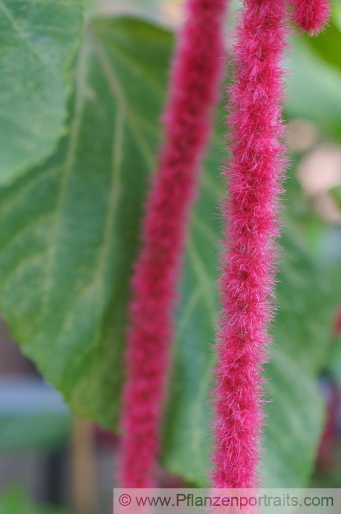 Acalypha hispida Katzenschwanz Cats tail 2.jpg