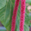 Acalypha hispida Katzenschwanz Cats tail 2.jpg