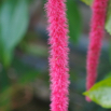 Acalypha hispida Katzenschwanz Cats tail 3.jpg