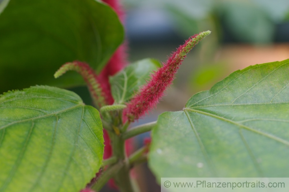 Acalypha hispida Katzenschwanz Cats tail.jpg