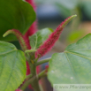 Acalypha hispida Katzenschwanz Cats tail.jpg