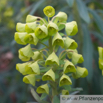 Euphorbia characias Palisaden Wolfsmilch Large Mediterranean Spurge 3.jpg