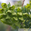 Euphorbia characias Palisaden Wolfsmilch Large Mediterranean Spurge.jpg