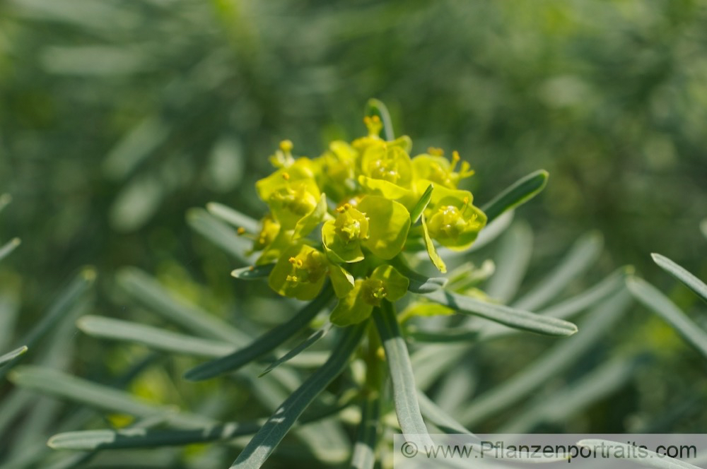 Euphorbia cyparissias Zypressen Wolfsmilch Cypress Spurge 2.jpg