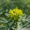 Euphorbia cyparissias Zypressen Wolfsmilch Cypress Spurge 2.jpg