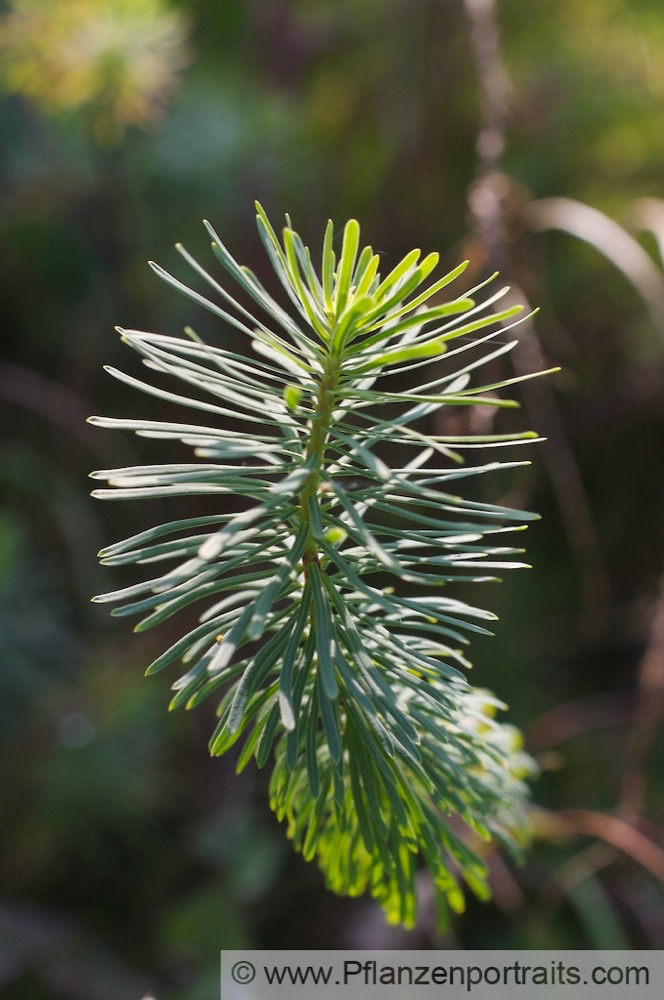 Euphorbia cyparissias Zypressen Wolfsmilch Cypress Spurge.jpg