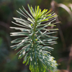 Euphorbia cyparissias Zypressen Wolfsmilch Cypress Spurge.jpg