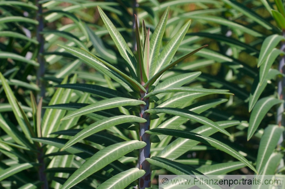 Euphorbia lathyris Kreuzblaettrige Wolfsmilch Caper Spurge.jpg