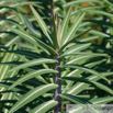 Euphorbia lathyris Kreuzblaettrige Wolfsmilch Caper Spurge.jpg