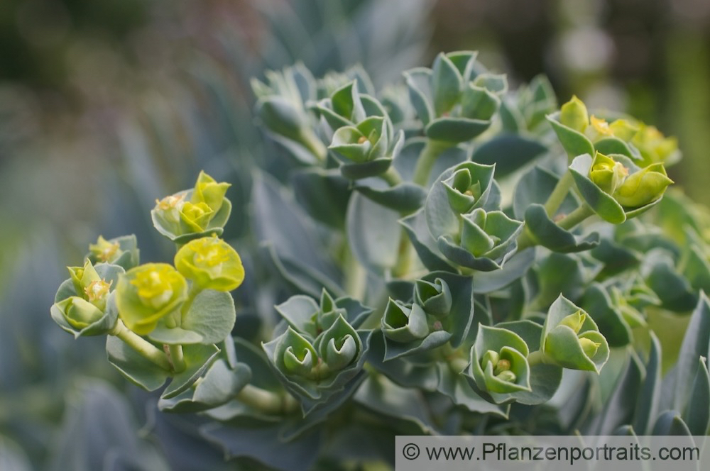 Euphorbia myrsinites Walzen Wolfsmilch Blue Spurge. 2.jpg