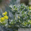 Euphorbia myrsinites Walzen Wolfsmilch Blue Spurge. 2.jpg