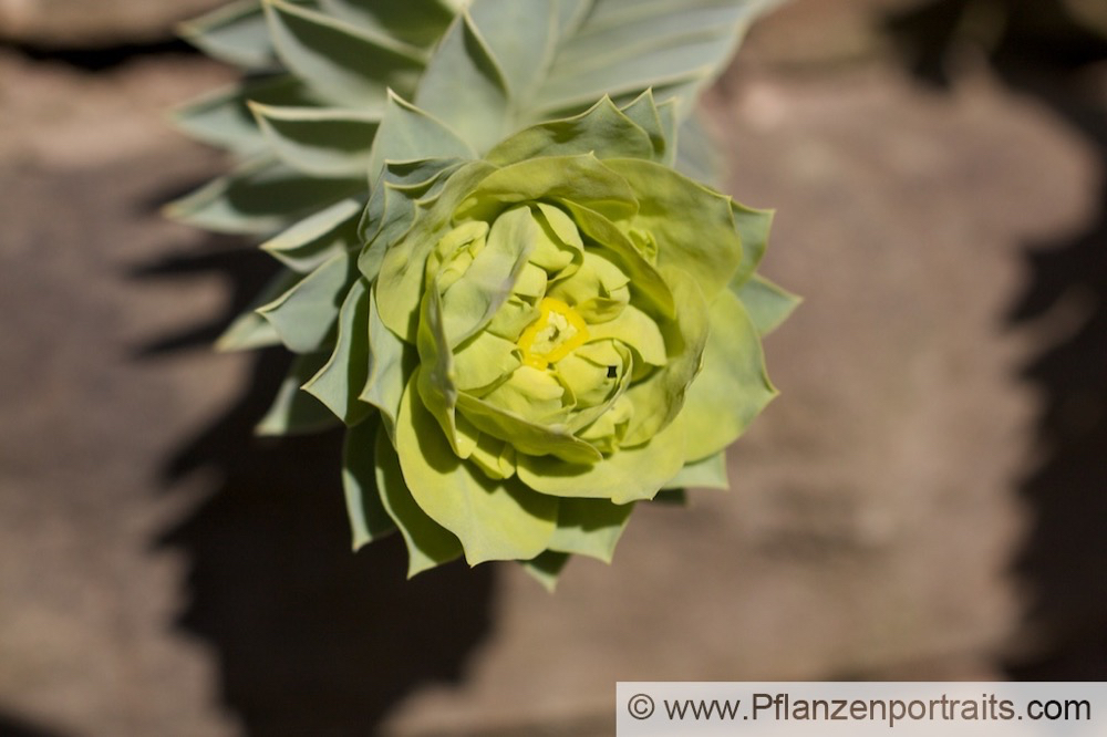 Euphorbia myrsinites Walzen Wolfsmilch Blue Spurge. 3.jpg