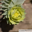 Euphorbia myrsinites Walzen Wolfsmilch Blue Spurge. 3.jpg