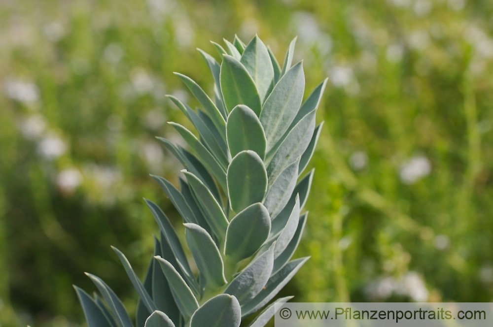 Euphorbia myrsinites Walzen Wolfsmilch Blue Spurge. 4.jpg