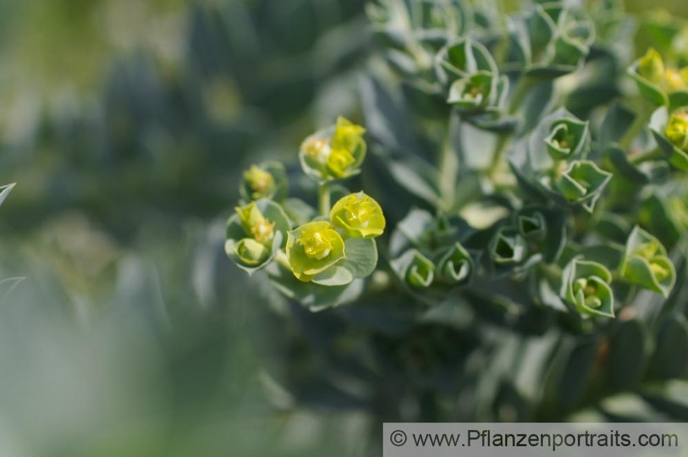 Euphorbia myrsinites Walzen Wolfsmilch Blue Spurge.jpg